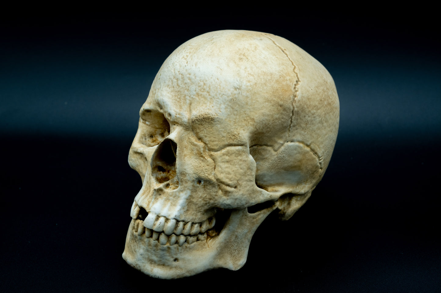 One-Eyed Willy Skull Replica The Goonies