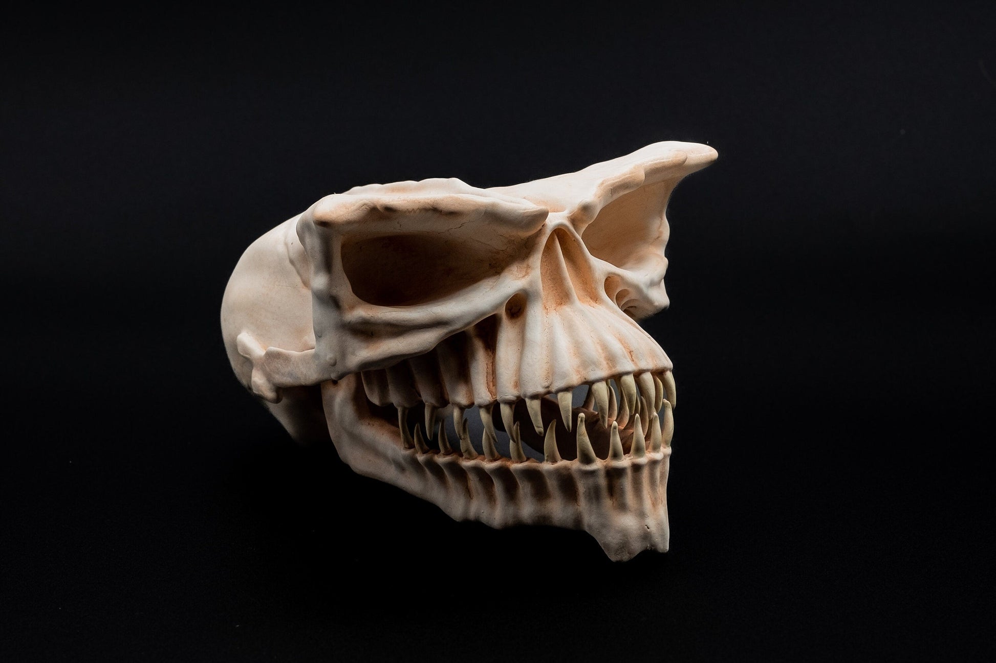 Half scale Gremlin Skull Replica - Safety Third Studios