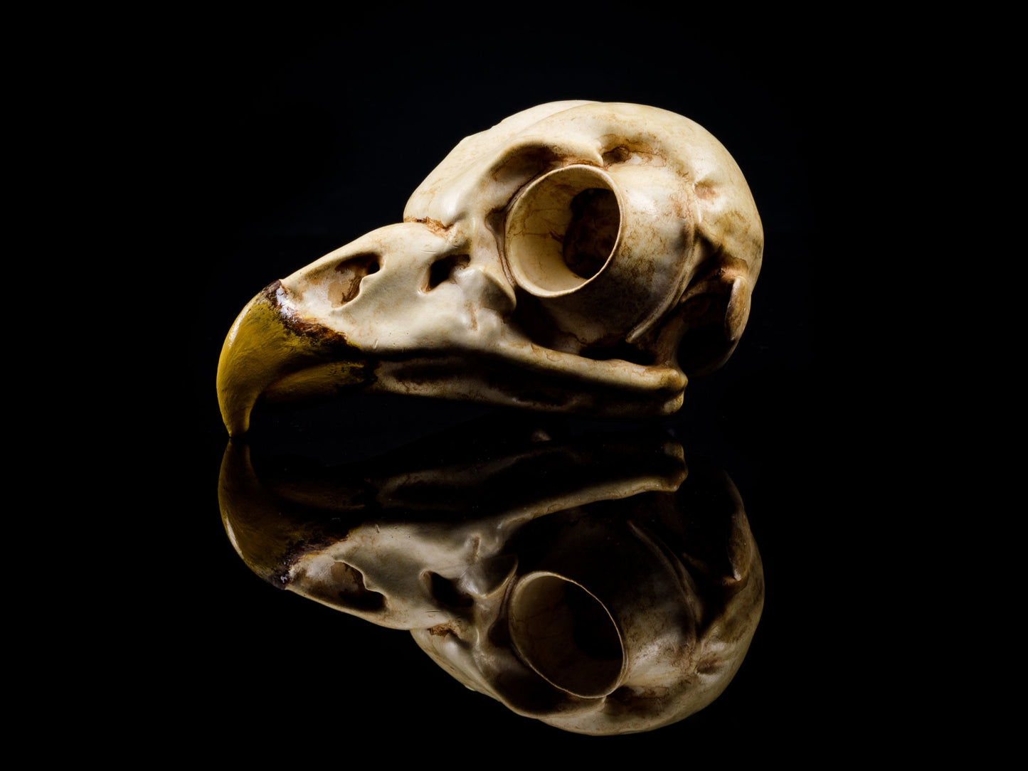 Barred Owl Skull Replica - Safety Third Studios