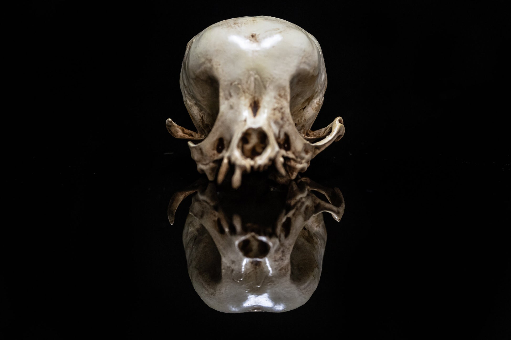 Chihuahua Skull Replica - Safety Third Studios