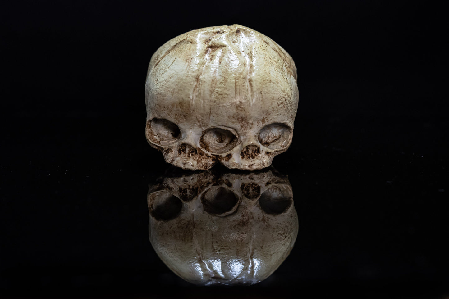 Conjoined Twin Fetal Skull Replica - Safety Third Studios