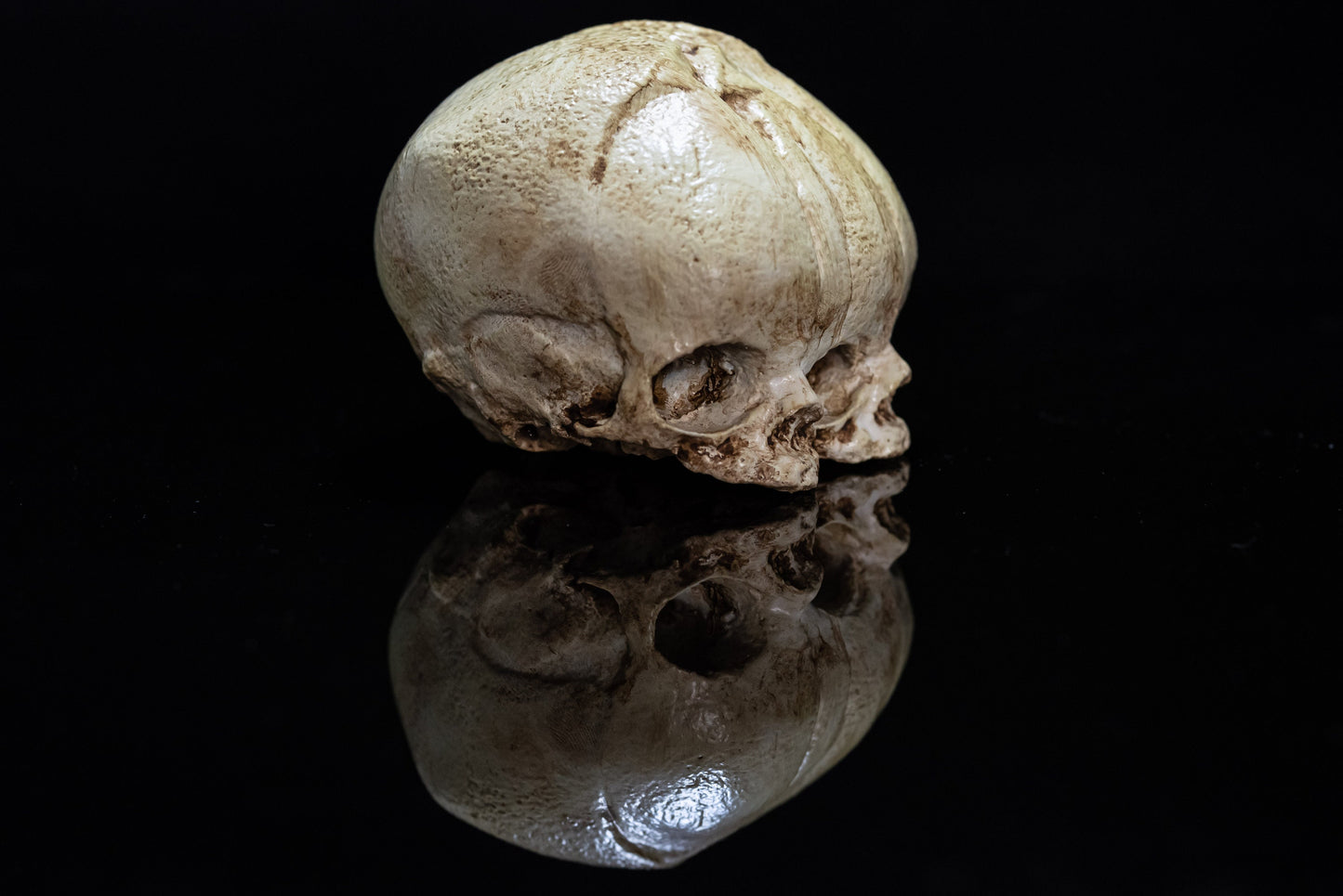 Conjoined Twin Fetal Skull Replica - Safety Third Studios
