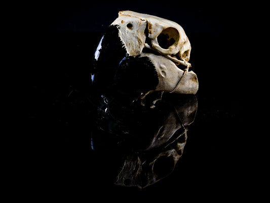 Macaw Skull Replica - Safety Third Studios