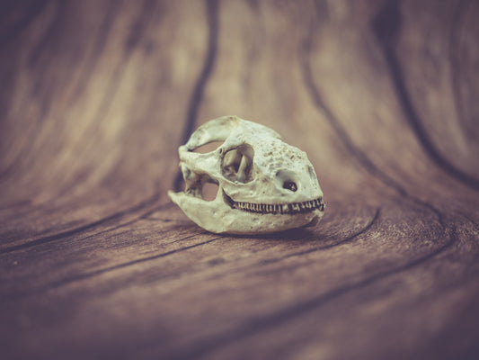 Galapagos Land Iguana Skull Replica - Safety Third Studios