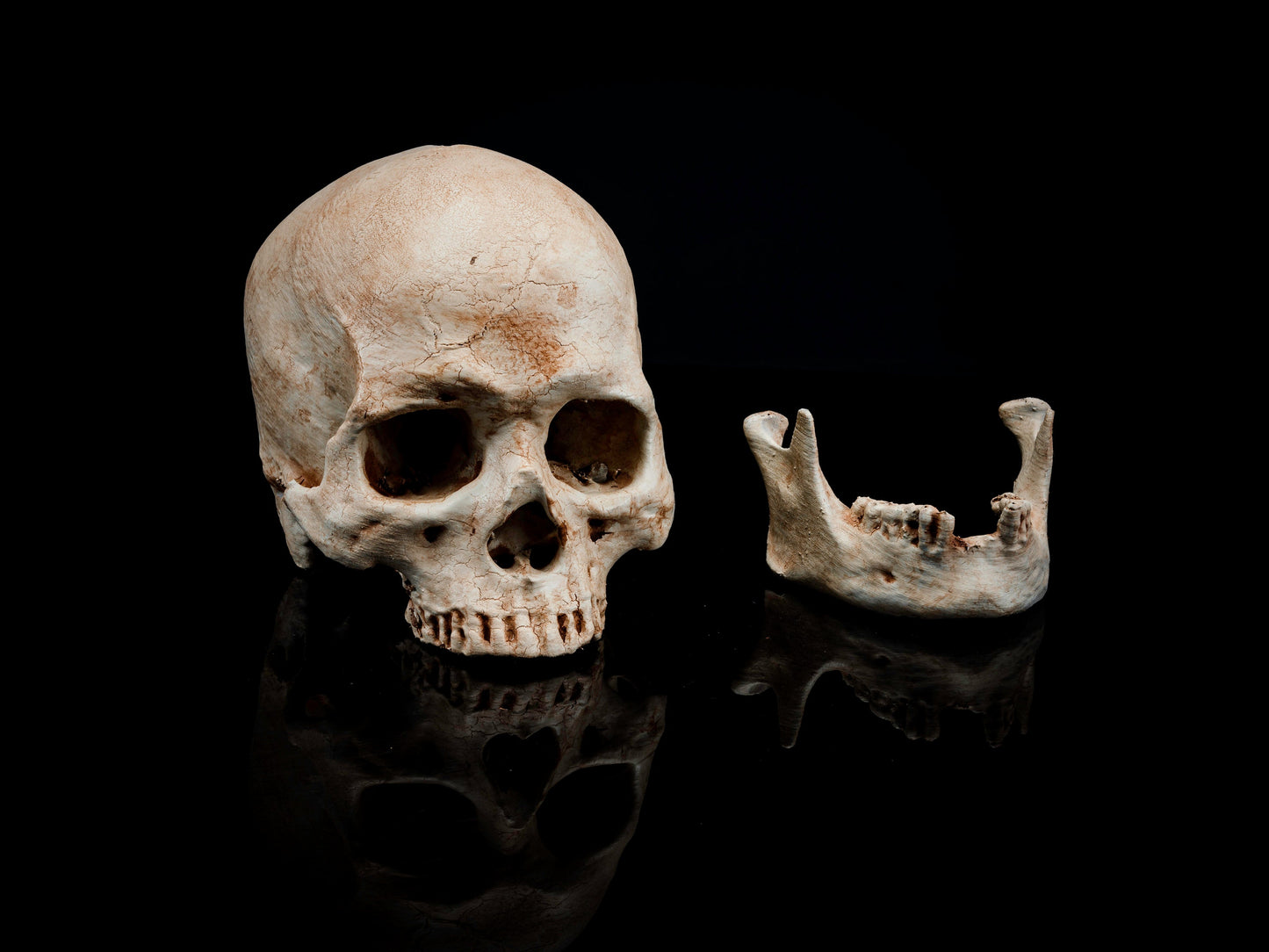 Adult Human Skull Replica - Safety Third Studios