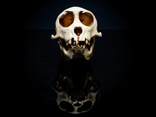 Rhesus Monkey Skull Replica - Safety Third Studios