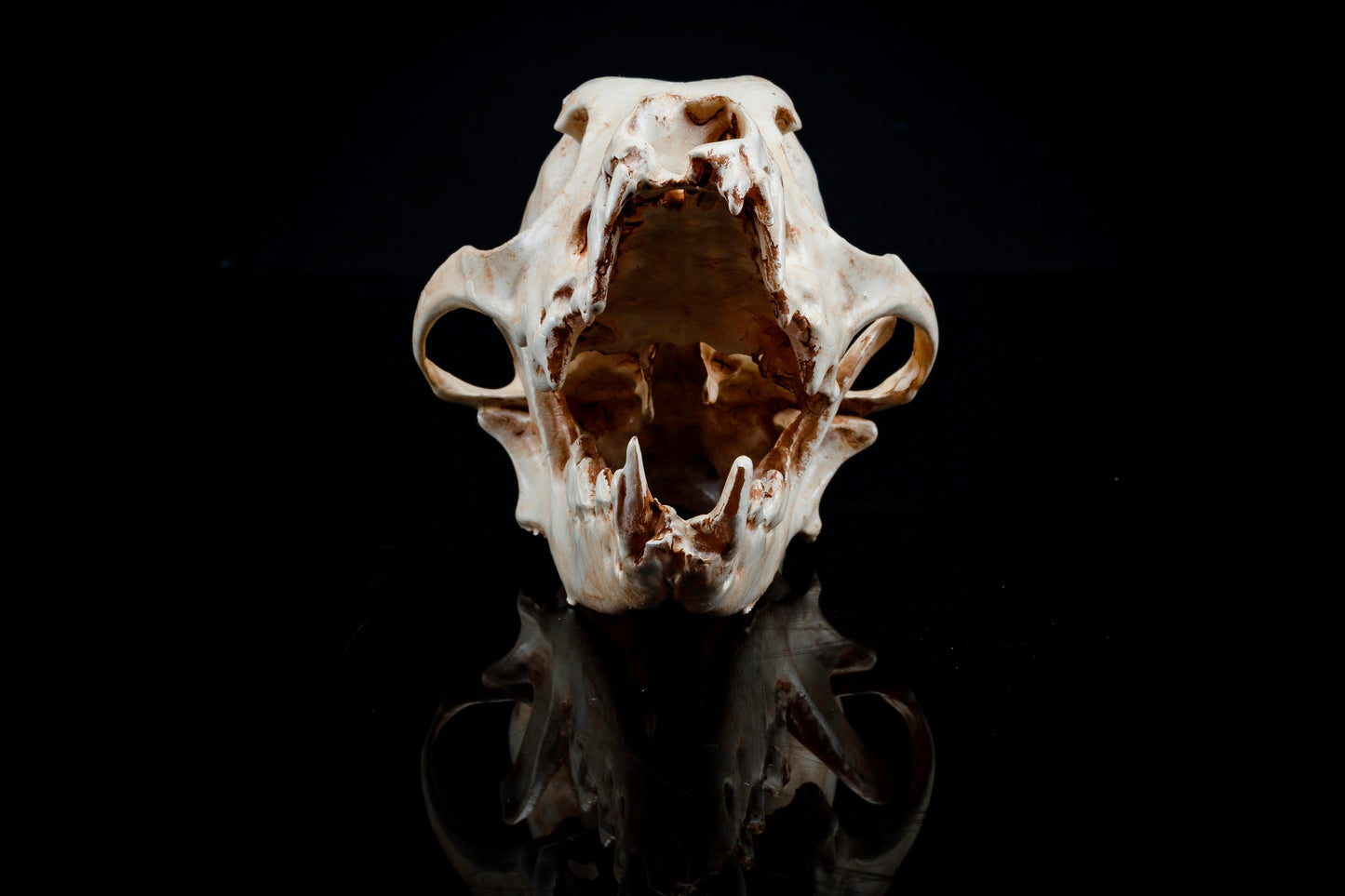 Toy Poodle Skull Replica - Safety Third Studios