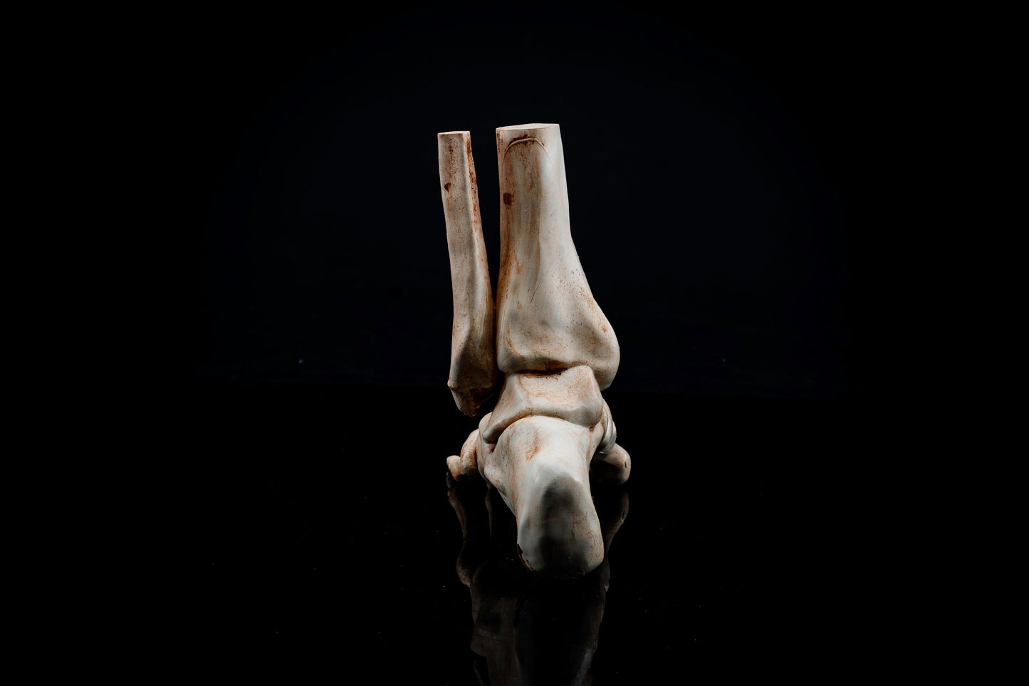 Human Left Foot With Tibia and Fibula Replica - Safety Third Studios