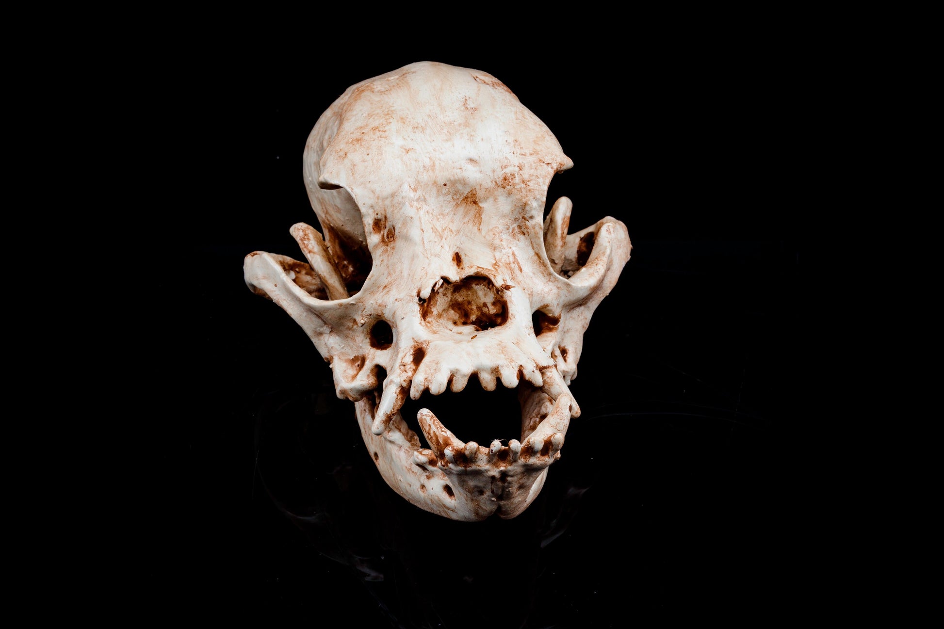 British Bulldog Skull Replica - Safety Third Studios