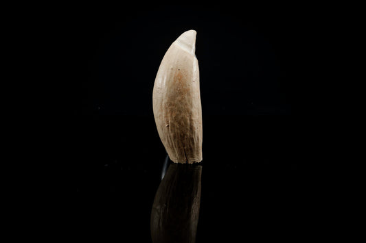 Whale Tooth Replica - Safety Third Studios
