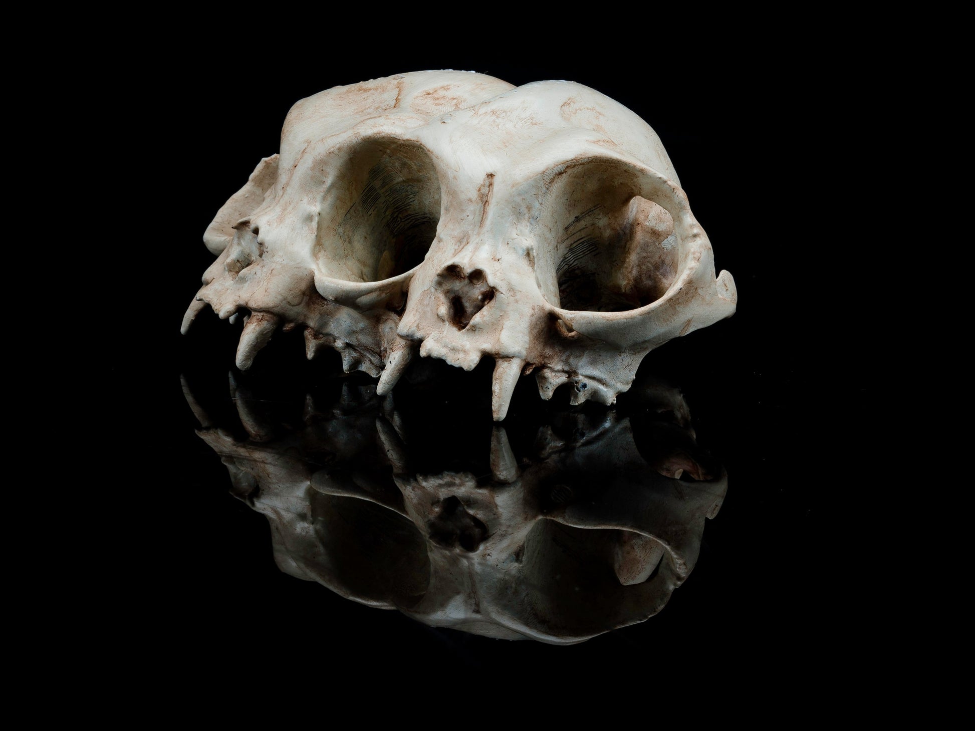 Conjoined Persian Cat Skull Replica - Safety Third Studios