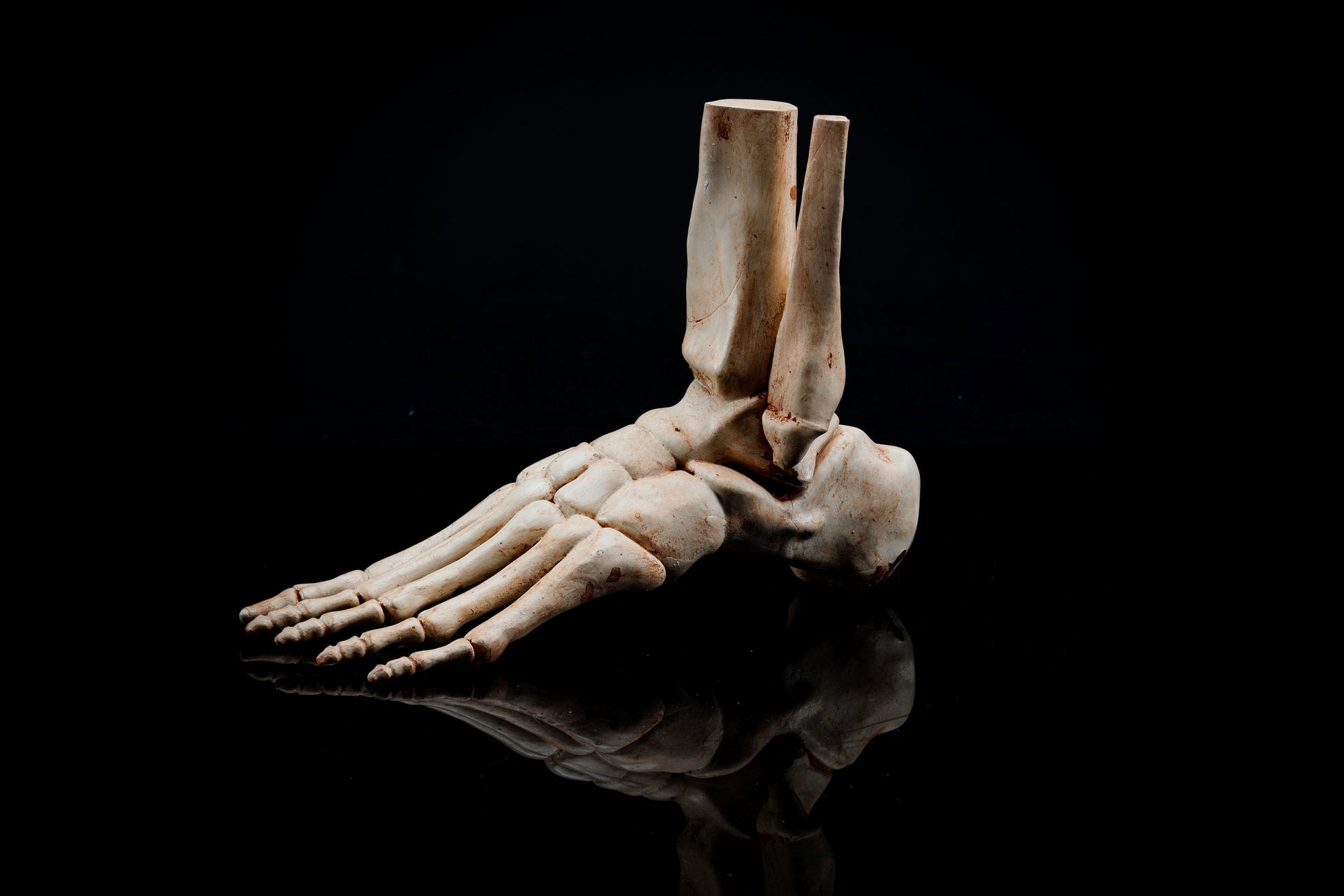 Human Left Foot With Tibia and Fibula Replica - Safety Third Studios