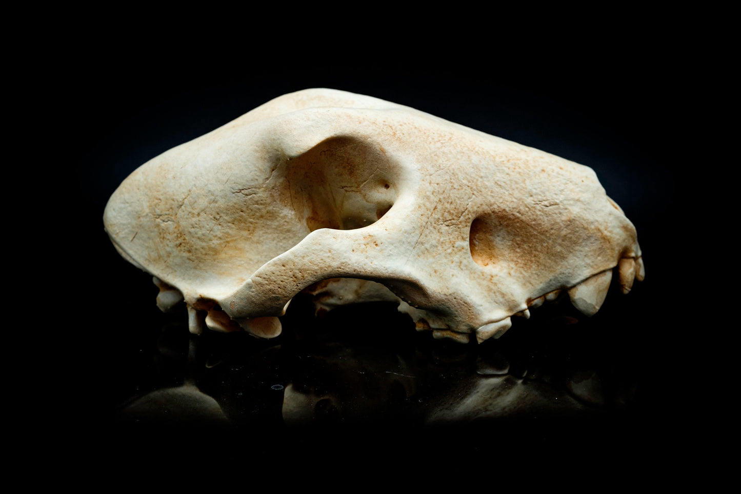 Bull Terrier Skull Replica - Safety Third Studios