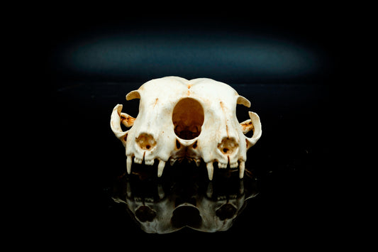 Conjoined Domestic Cat Skull Replica - Safety Third Studios