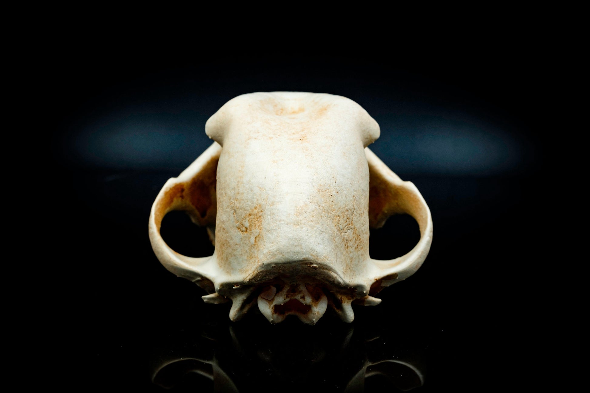 Bull Terrier Skull Replica - Safety Third Studios