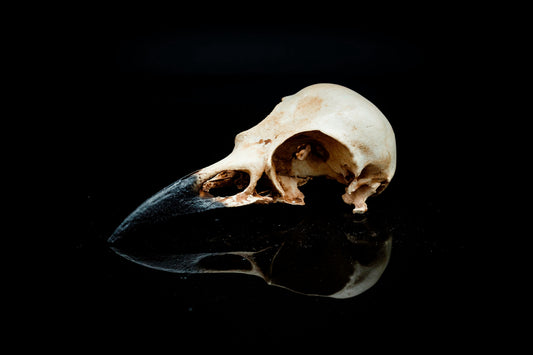 American Crow Skull Replica - Safety Third Studios