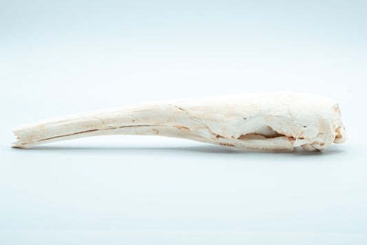 Giant Anteater Skull Replica - Safety Third Studios