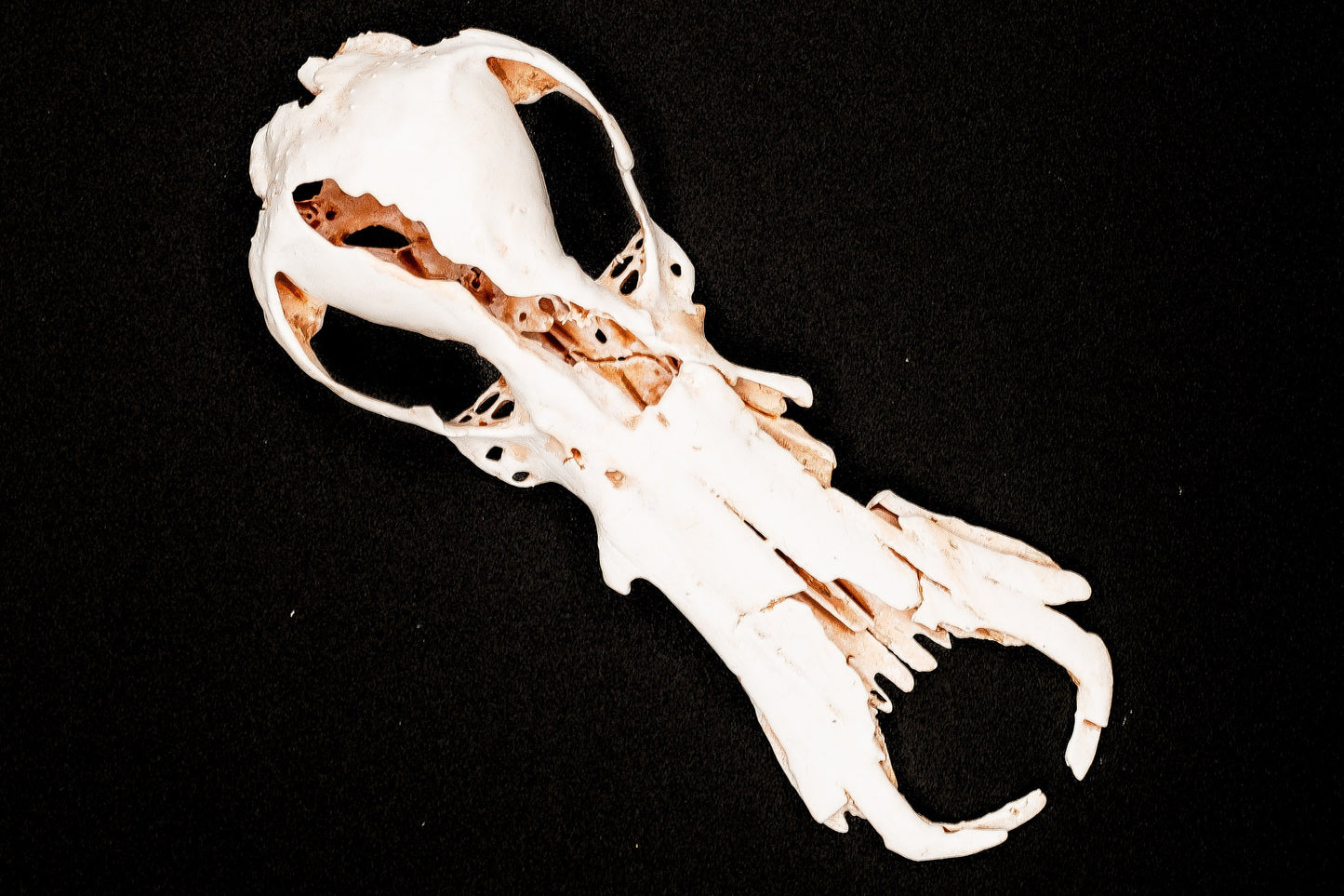 Fossil Platypus Skull Replica - Safety Third Studios