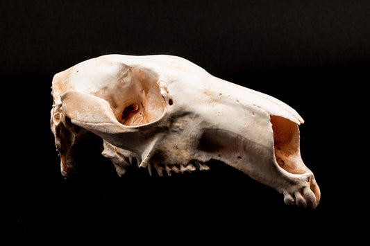 Red Kangaroo Skull Replica - Safety Third Studios