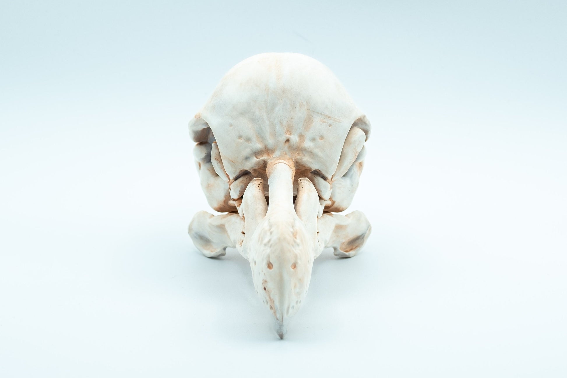 Dodo Bird Skull Replica - Safety Third Studios