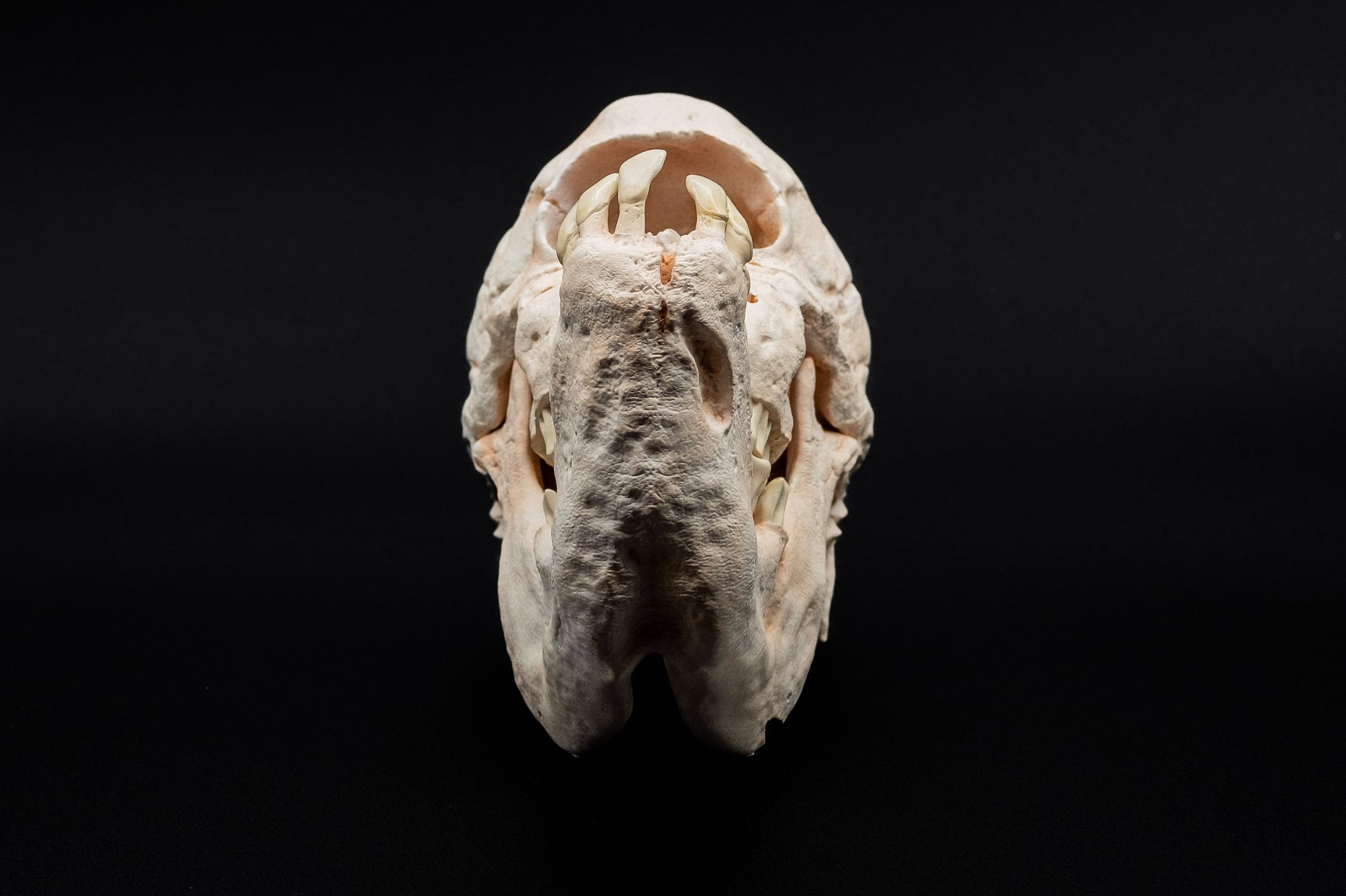 Calf with Cyclopia Skull Replica - Safety Third Studios