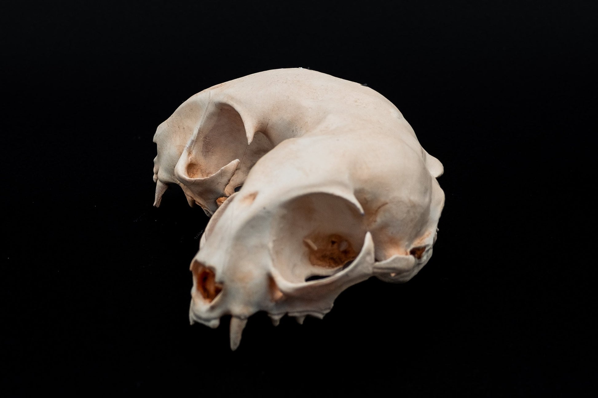 Conjoined Domestic Cat Skull Replica v2 - Safety Third Studios