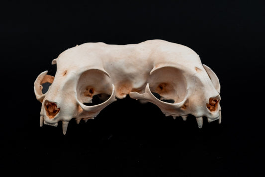 Conjoined Domestic Cat Skull Replica v2 - Safety Third Studios
