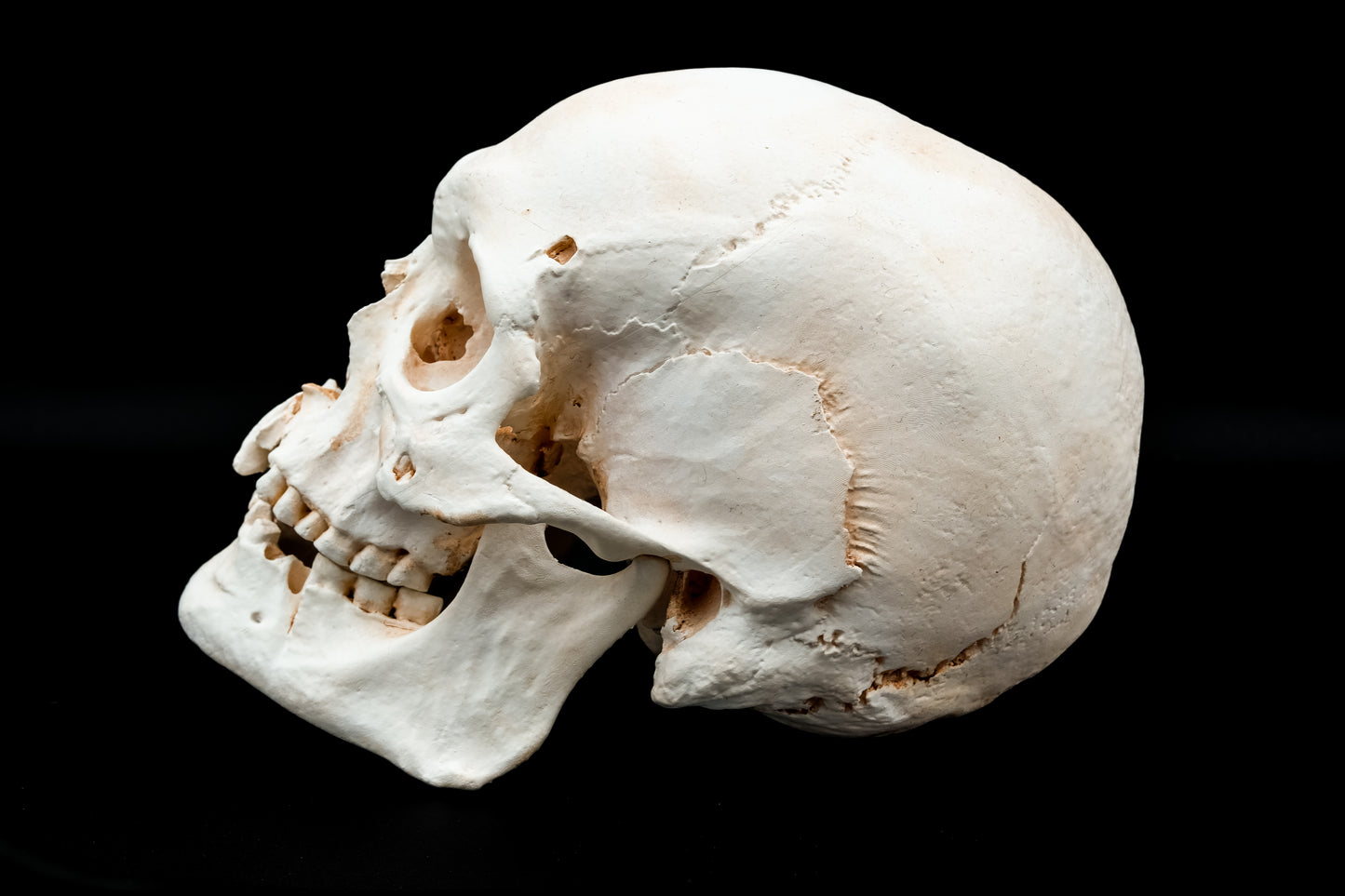 Gotland Adult Human Skull Replica - Safety Third Studios