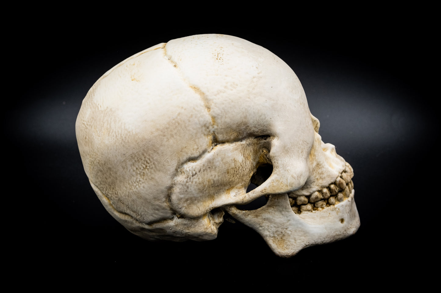 Adult Human Blind Skull Replica
