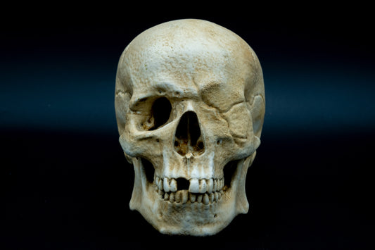 One-Eyed Willy Skull Replica The Goonies