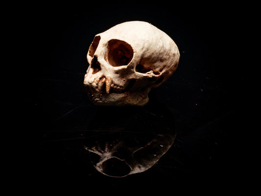 Tamarin Monkey Skull Replica for Aitor - Safety Third Studios
