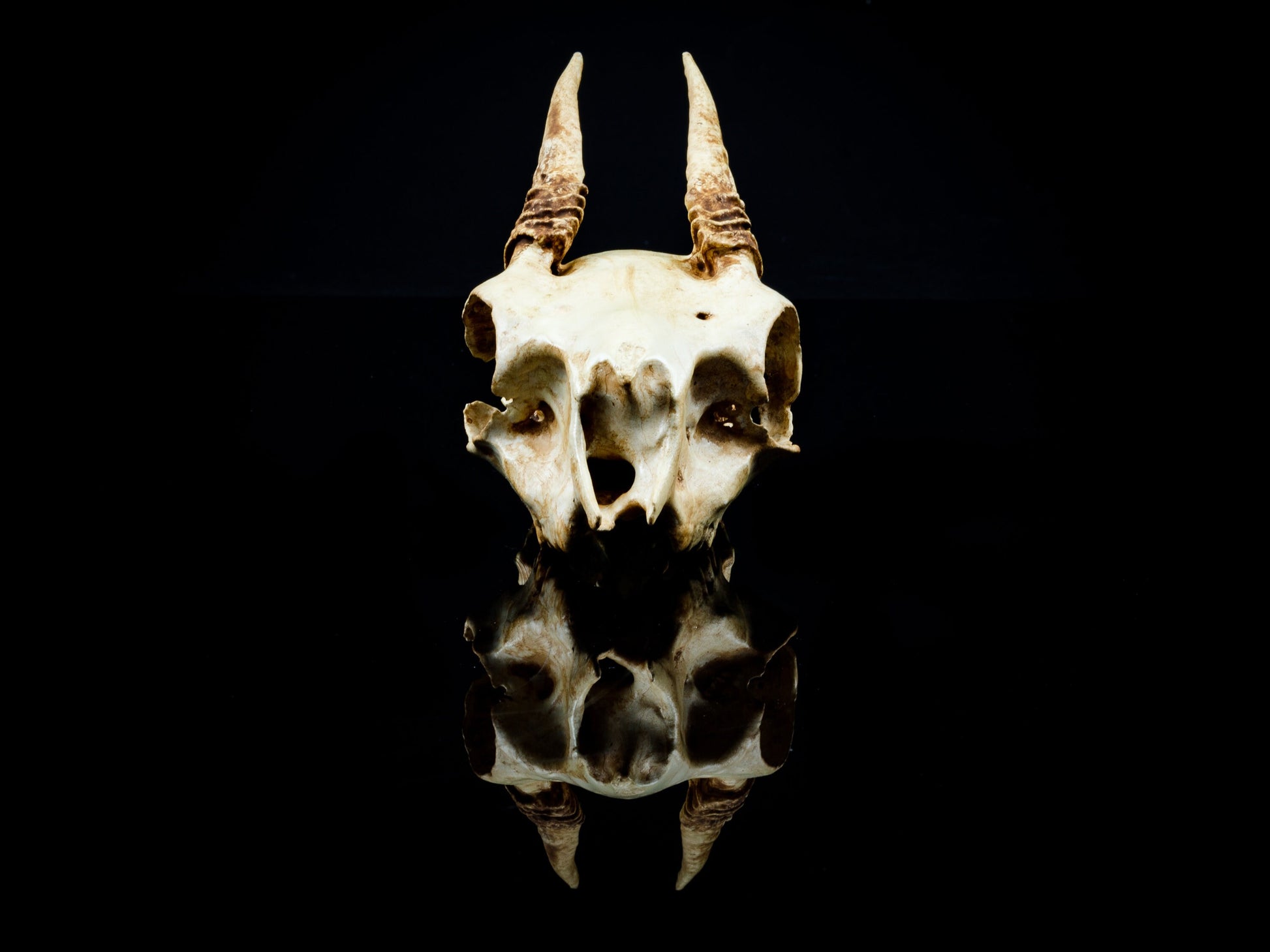 Gunther's Dik Dik Skull Replica - Safety Third Studios