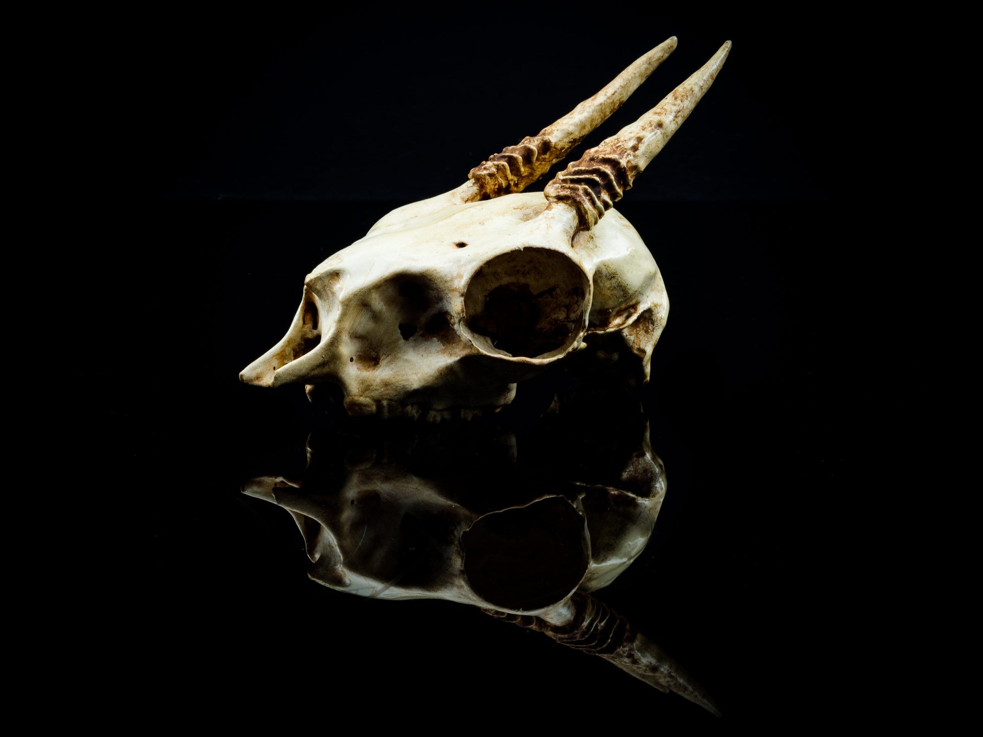 Gunther's Dik Dik Skull Replica - Safety Third Studios