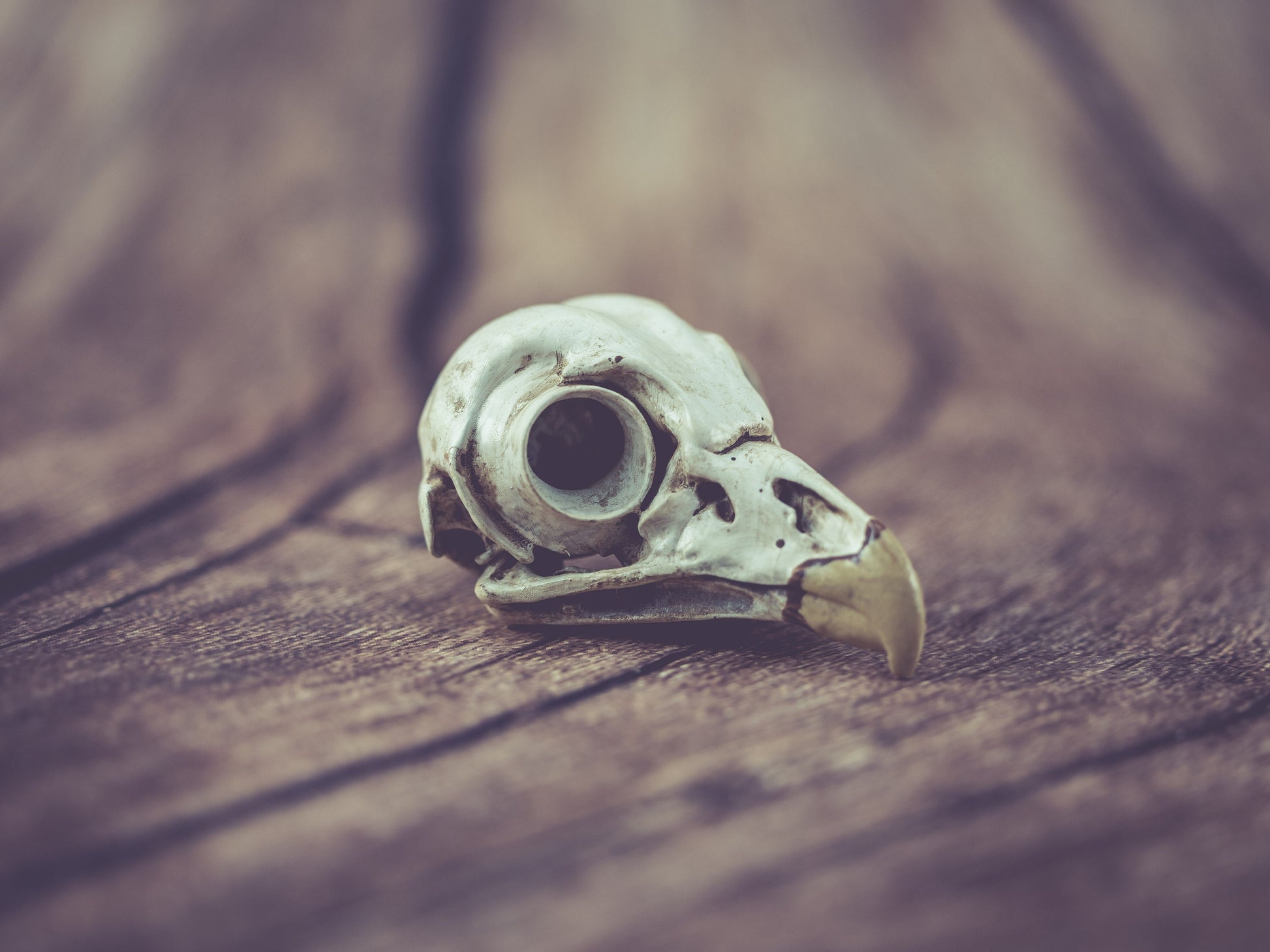 Barred Owl Skull Replica - Safety Third Studios
