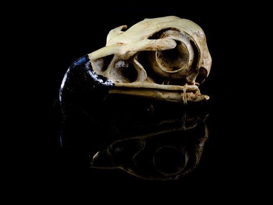 Golden Eagle Skull Replica - Safety Third Studios