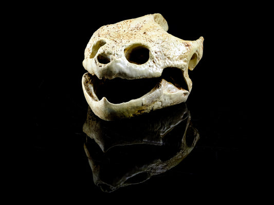 Snapping Turtle Skull Replica - Safety Third Studios