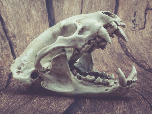 Badger Skull Replica - Safety Third Studios