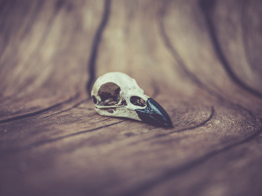 Raven Skull Replica - Safety Third Studios