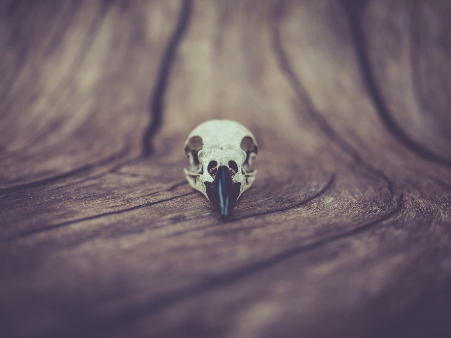 Raven Skull Replica - Safety Third Studios