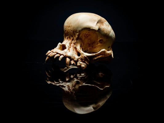 Pug Skull Replica - Safety Third Studios