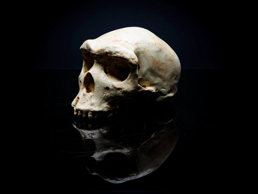 350,000 year old Hominid Skull Replica - Safety Third Studios