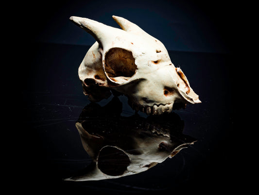 Pygmy Goat Skull Replica - Safety Third Studios