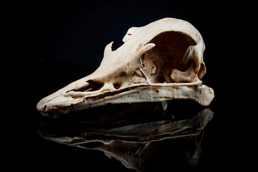 Ostrich skull Replica - Safety Third Studios