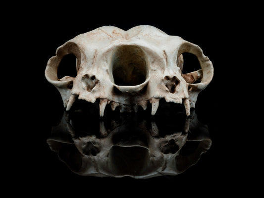 Conjoined Persian Cat Skull Replica - Safety Third Studios