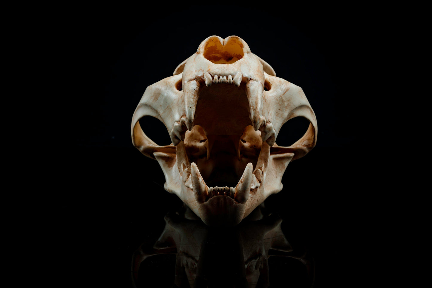 Panther Skull Replica - Safety Third Studios
