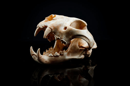 Panther Skull Replica - Safety Third Studios