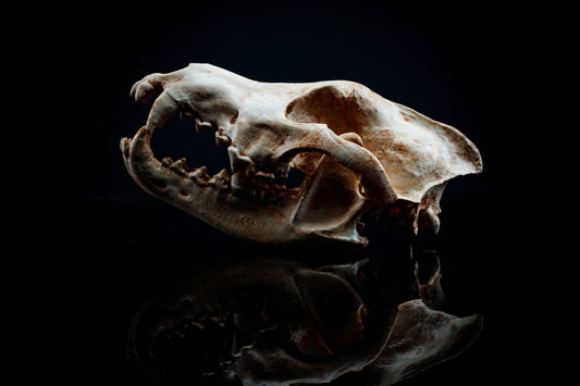 Grey Wolf Skull Replica - Safety Third Studios