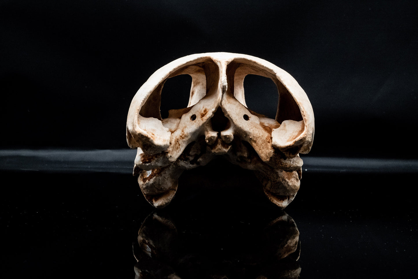 Loggerhead Sea Turtle Skull Replica - Safety Third Studios