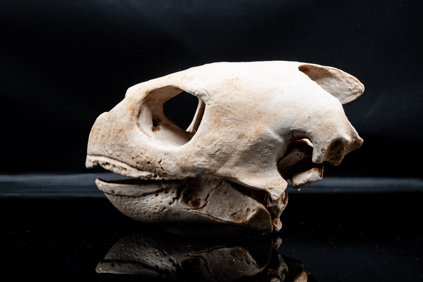 Loggerhead Sea Turtle Skull Replica - Safety Third Studios