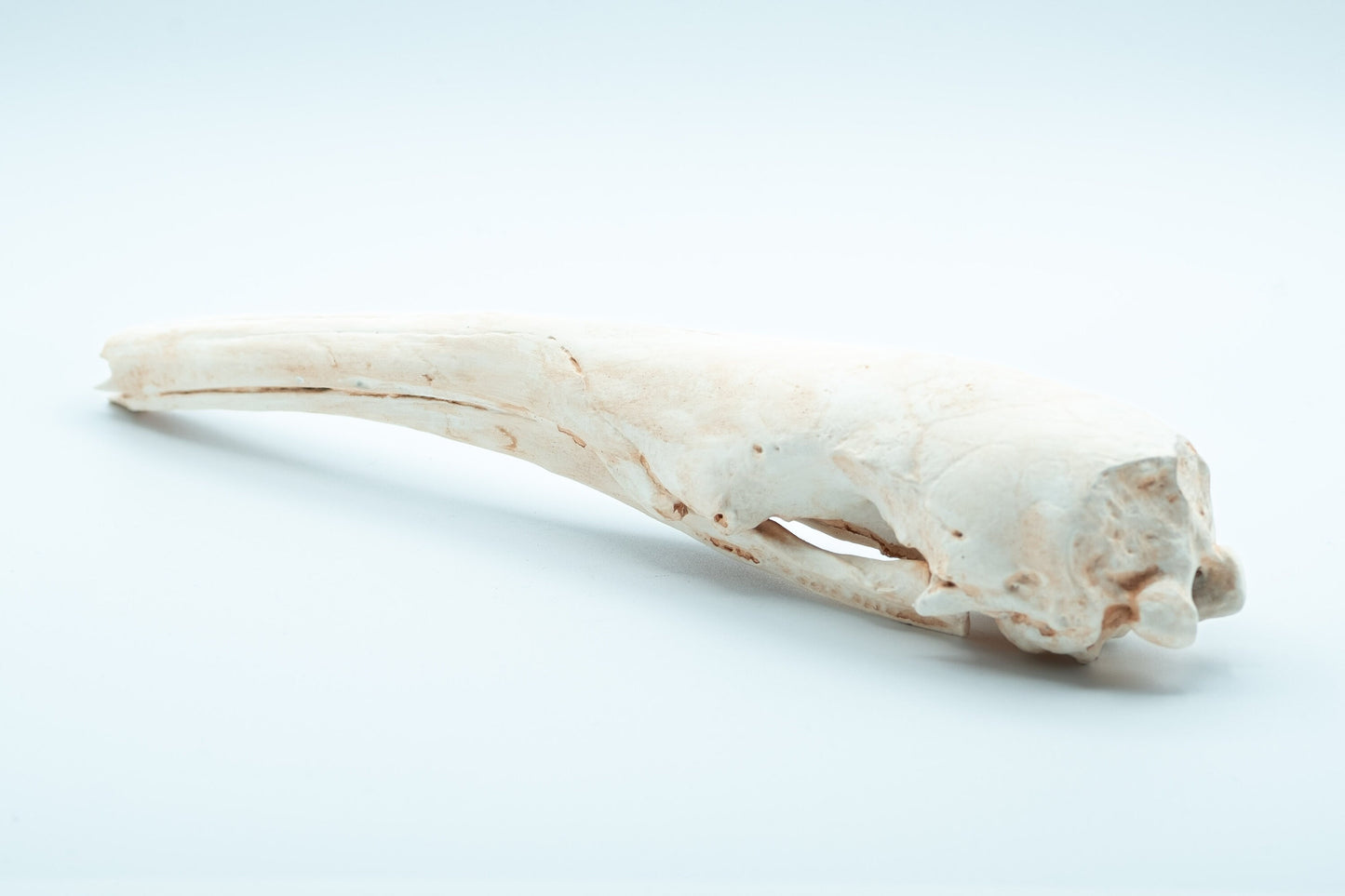 Giant Anteater Skull Replica - Safety Third Studios